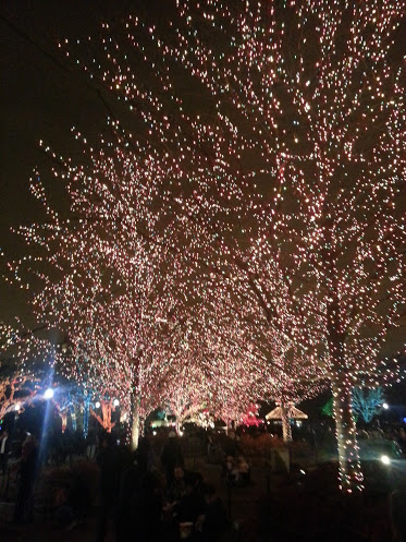 Row of trees sparkling with colorful lights