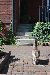 savannah georgia cat
